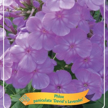 Phlox 'David's Lavender'