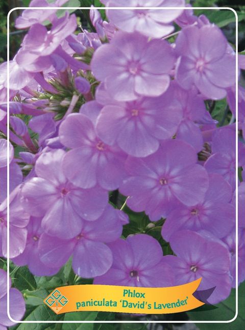 Phlox 'David's Lavender'