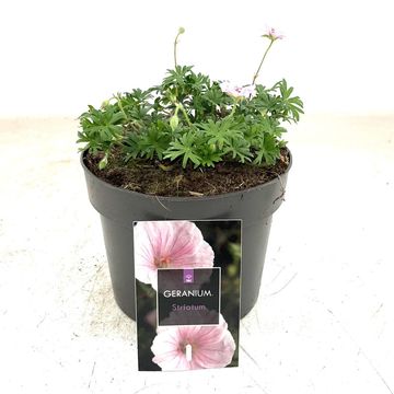 Geranium sanguineum striatum