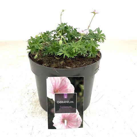 Geranium sanguineum striatum