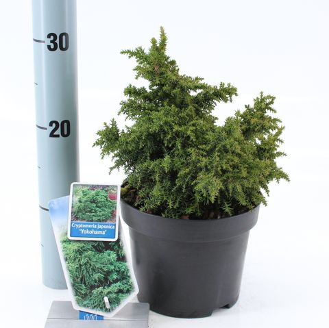 Cryptomeria japonica 'Yokohama'