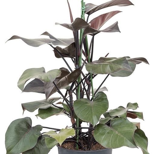 Philodendron 'Purple Congo' (Nieuwkoop Europe B.V.)