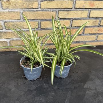 Chlorophytum comosum 'Variegatum'