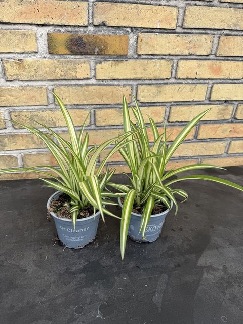 Chlorophytum comosum 'Variegatum'
