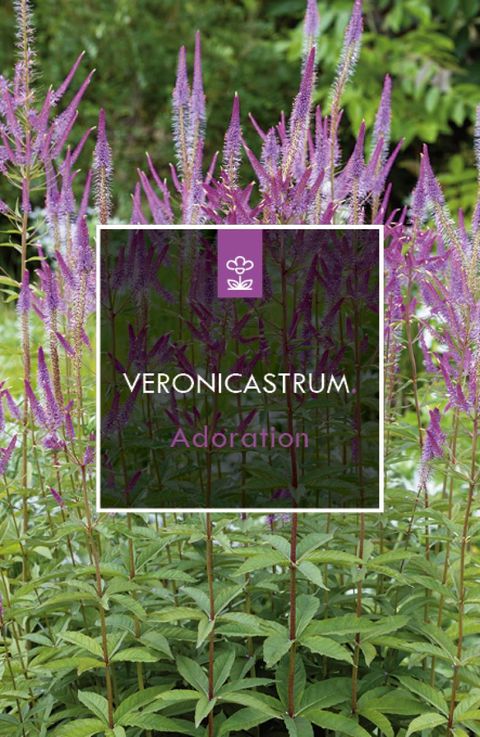 Veronicastrum virginicum 'Adoration'