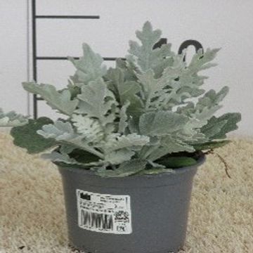 Senecio bicolor