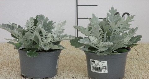 Senecio bicolor