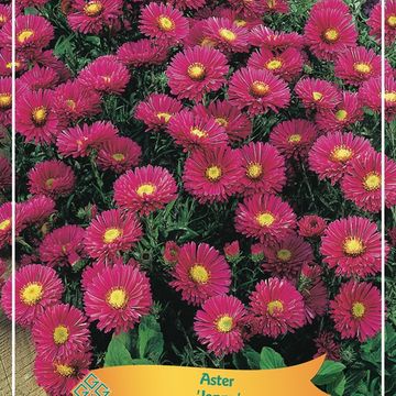 Aster MIX