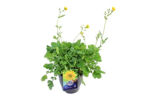 Geum chiloense 'Lady Stratheden'