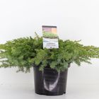 Juniperus conferta 'Schlager'