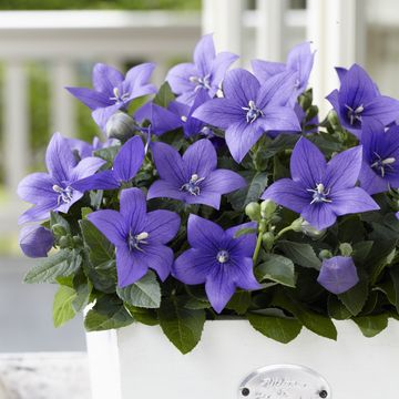 Platycodon grandiflorus 'Astra Blue'