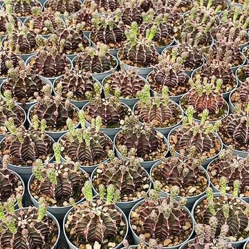 Gymnocalycium friedrichii
