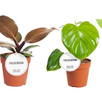 Philodendron MIX