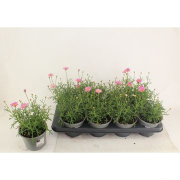 Argyranthemum frutescens 'Simba Pink with Eye'