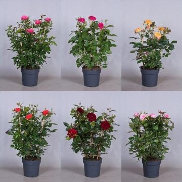 Rosa COURTYARD COLLECTION MIX