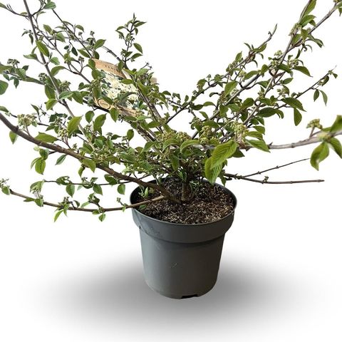 Viburnum plicatum 'Mariesii'