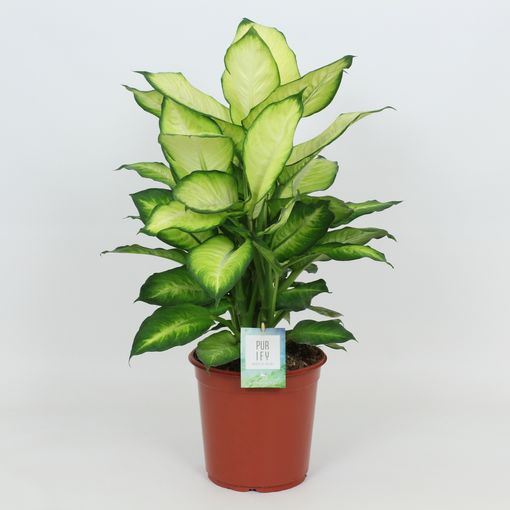 Dieffenbachia 'Summer Style'