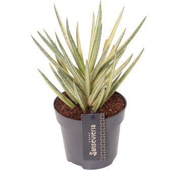 Sansevieria 'Almond Pirate Hat'