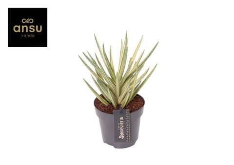 Sansevieria 'Almond Pirate Hat'