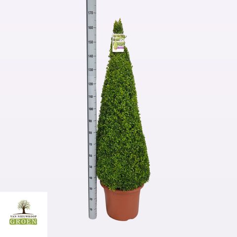 Buxus sempervirens