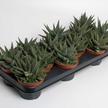 x Gasterhaworthia 'Royal Highness'