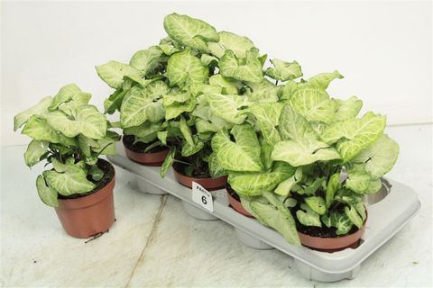 Syngonium 'White Butterfly'