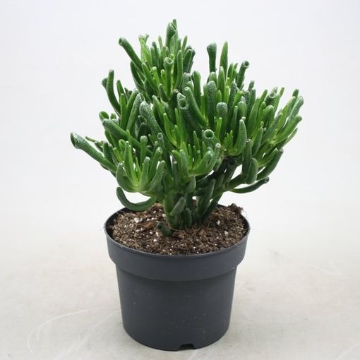Jual Produk Plant Crassula Ovata Big Size Murah Dan Terlengkap November 2020 Bukalapak