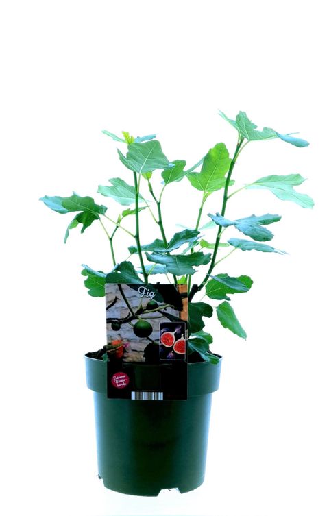 Ficus carica 'Bornholms Diamant'