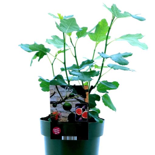 Ficus carica 'Bornholms Diamant'