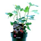 Ficus carica 'Bornholms Diamant'