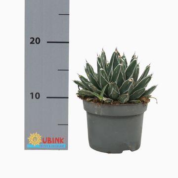 Agave victoriae-reginae