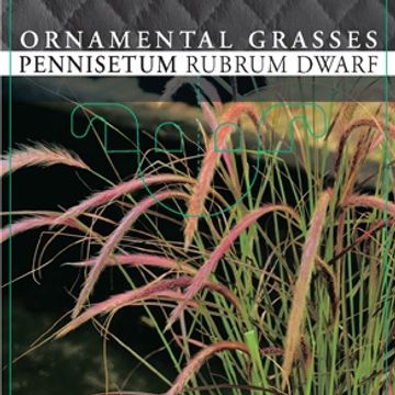 Pennisetum advena 'Rubrum Dwarf'