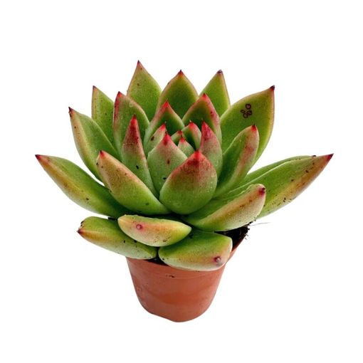 Echeveria agavoides 'Ebony'