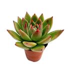 Echeveria agavoides 'Ebony'