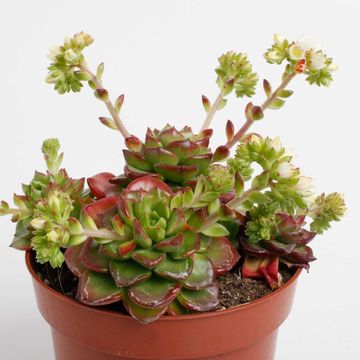 Echeveria affinis