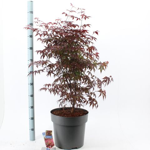 Acer palmatum 'Atropurpureum'