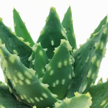 Aloe mitriformis