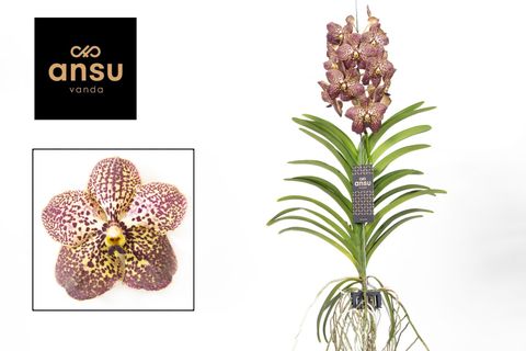 Vanda SUNANDA OCELOT SANGRIA