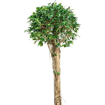 Ficus microcarpa 'Nitida'