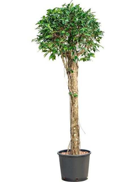 Ficus microcarpa 'Nitida'