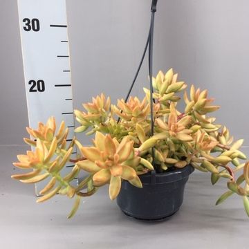 Sedum nussbaumerianum