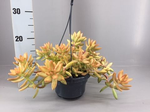 Sedum nussbaumerianum