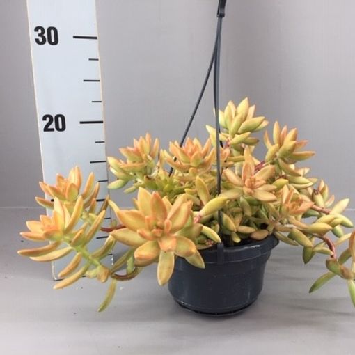 Sedum nussbaumerianum