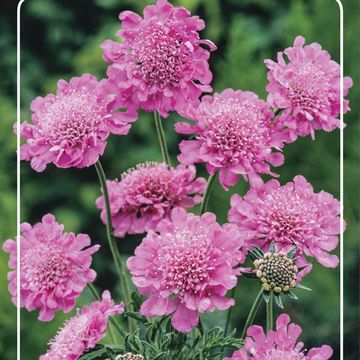 Scabiosa columbaria 'Пинк Мист'