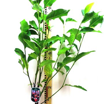 Magnolia 'Heaven Scent'