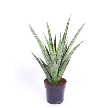 Sansevieria PINEAPPLE