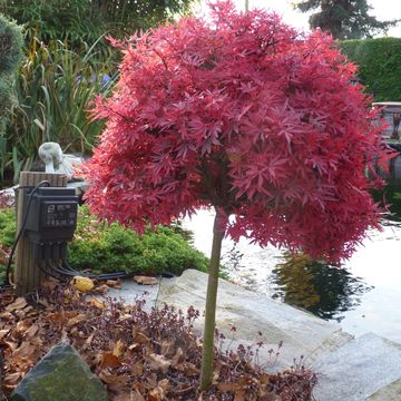 Acer palmatum 'Shaina'