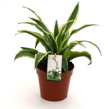 Dracaena fragrans 'Surprise'