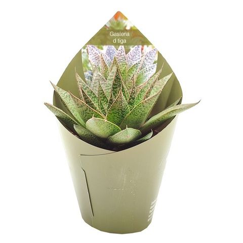 Gasteria 'D Tiga'