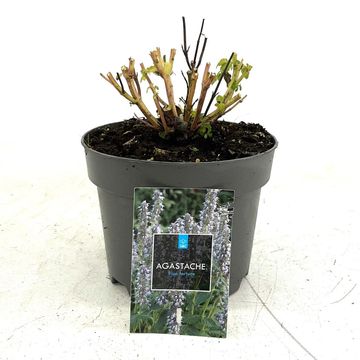 Agastache 'Blue Fortune'